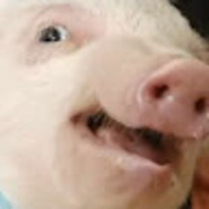 Meet your Posher, Badger